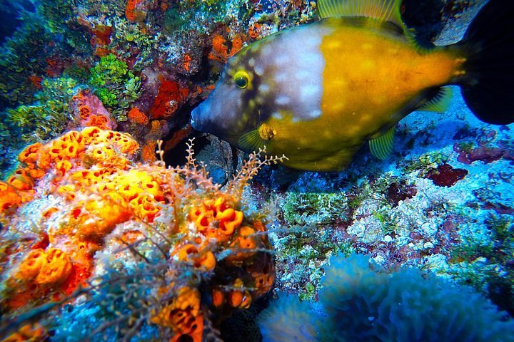 playa del carmen dive packages