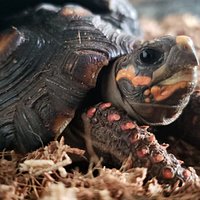 Baby Ducky, the red foot tortoise.