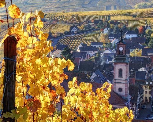 alsace winery tour