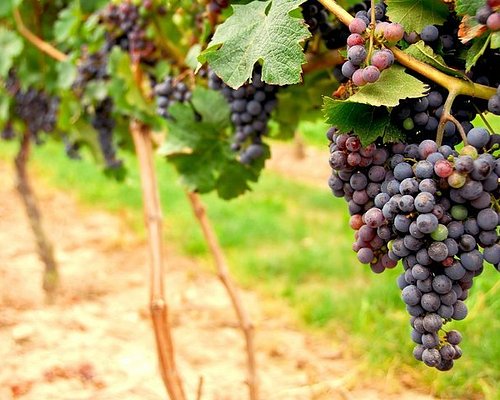 napa valley winery tours free
