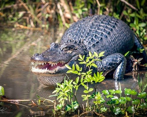 Bayou Swamp Alligator  Orlando Event Decor Rentals