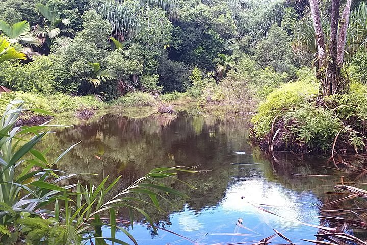 La mare aux cochons