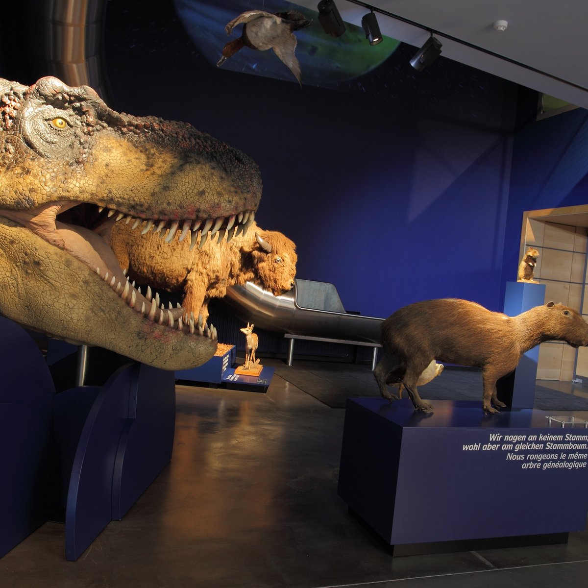 Luxembourg National Museum of Natural History, Люксембург: лучшие советы  перед посещением - Tripadvisor