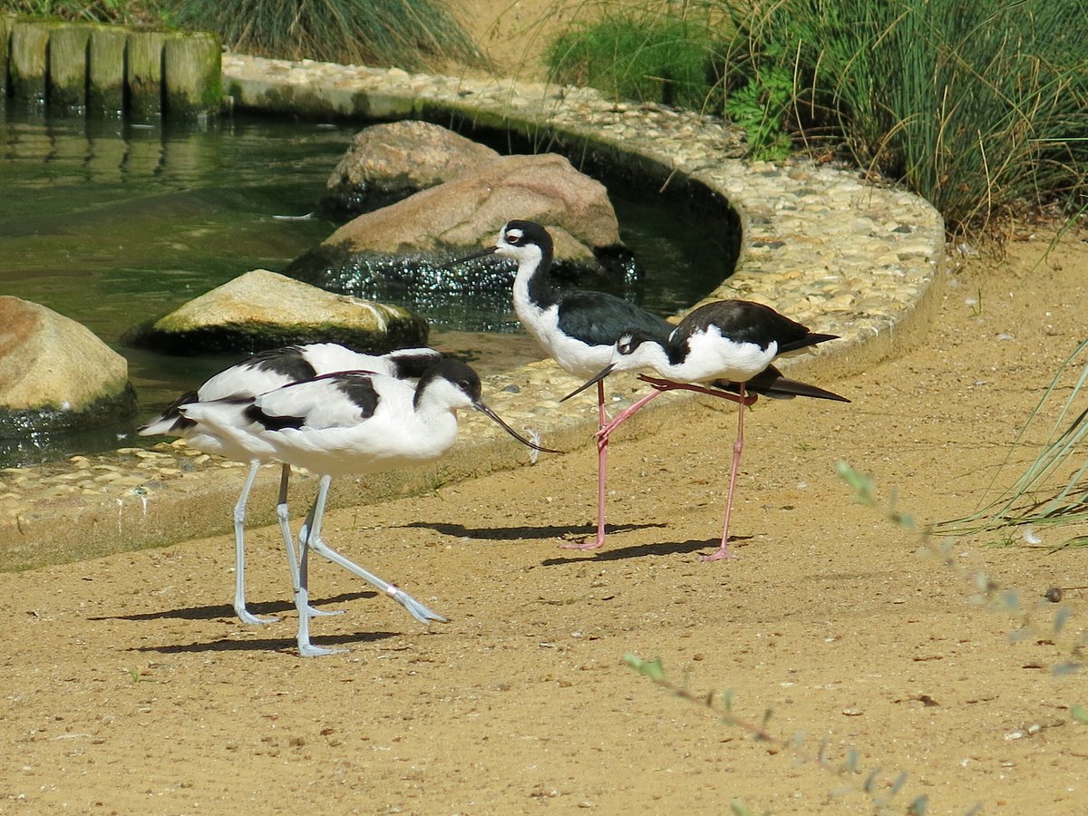 Tierpark Dessau, Дессау: лучшие советы перед посещением - Tripadvisor