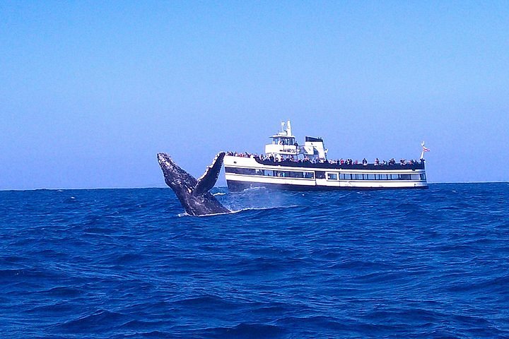 Dine under the sun or stars, dive into whale-watching, enjoy high-speed jet  boat fun, and take in the scenery aboard the ferry to and from Coronado —  all with Flagship Cruises 