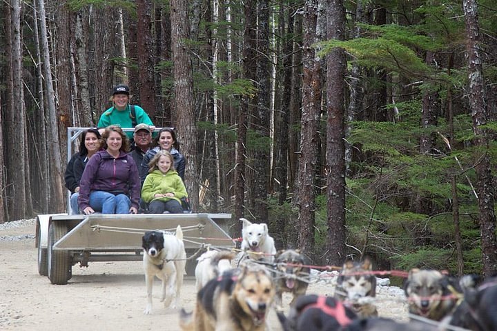 Brave husky 'captains' boat with adorable ease