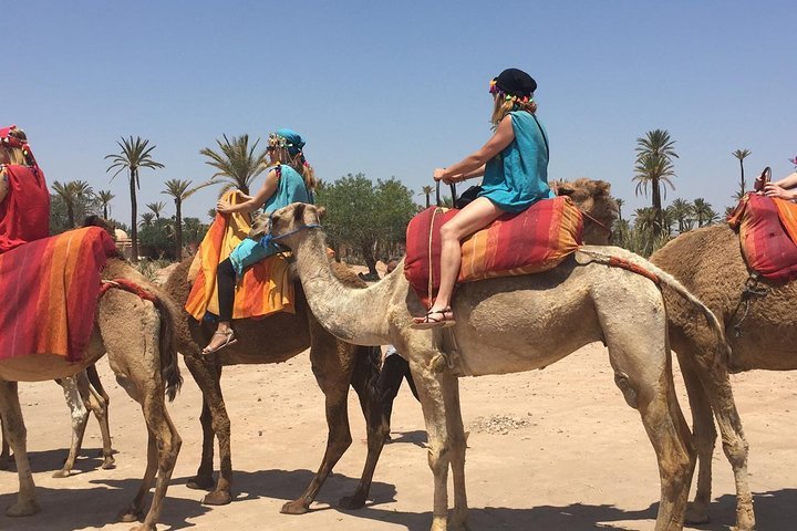 2024 camel ride in Marrakech palm grove