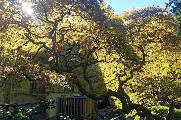 Tripadvisor Portland Meditative Garden Tour Japanische und