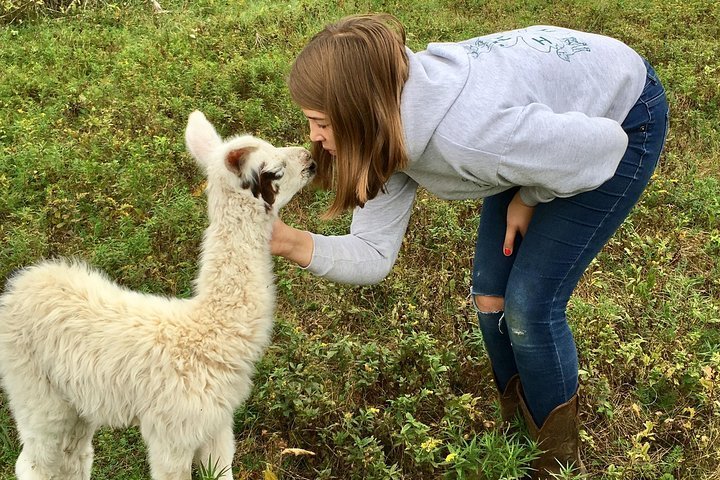 4H Spitters Club — % Llama Alpaca Hikes near me