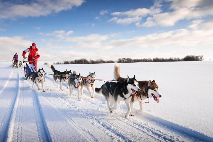 2024 (Andorra) Mushing and Dog sledding in Andorrra - Tripadvisor