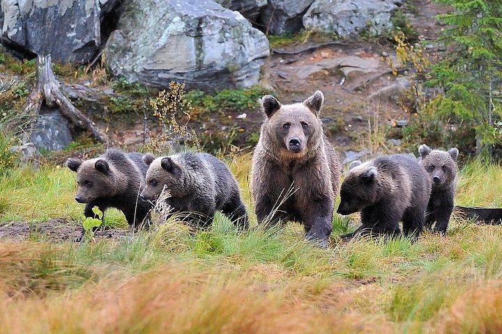 Tripadvisor | Bear en Cubs fotografie aangeboden door 1917405-1 | Kuhmo ...