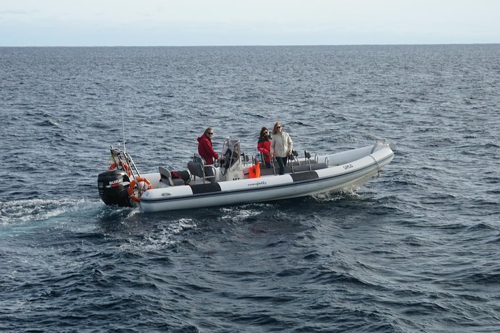 2023 Rent Semi-Rigid Boat in Faial provided by Aerohorta - Tripadvisor