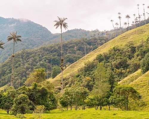 Colombian coffee farm tour and tasting in Armenia - Traveling Spoon