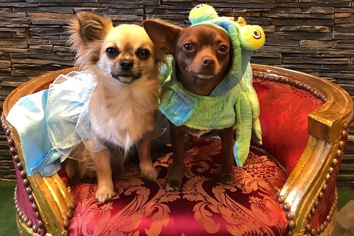 Chihuahuas in costumes best sale