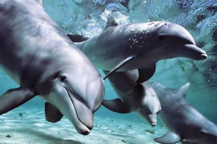 Miami Seaquarium - tickets, prices, discounts, swim with Dolphins