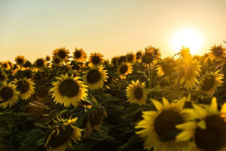 2024 Vancouver Chilliwack Sunflower Festival   Caption 