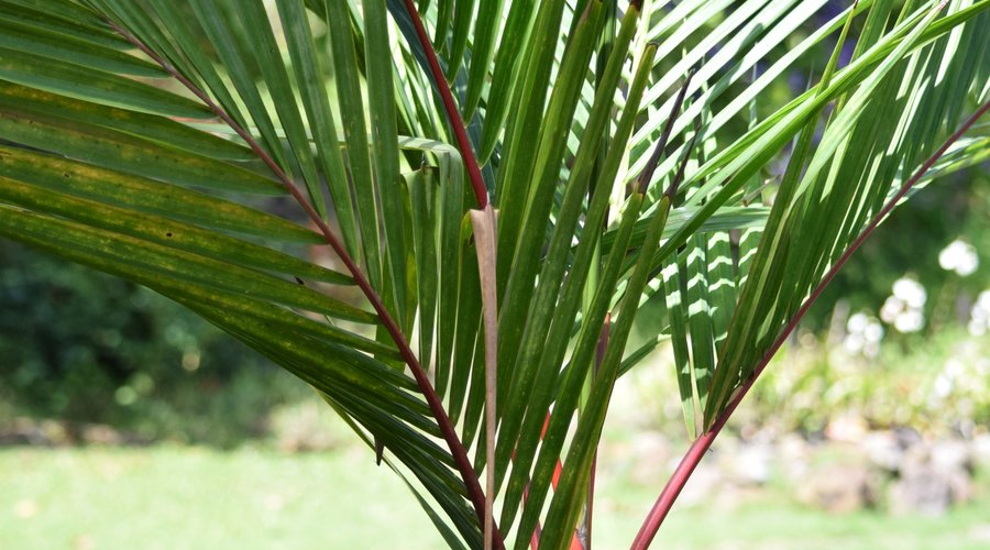 Mamiku Gardens