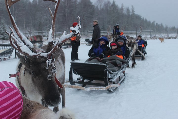 Vet R Disciplinair Tripadvisor | Rendieren slee rijden 3,5 km aangeboden door Explore Lapland  | Rovaniemi, Finland