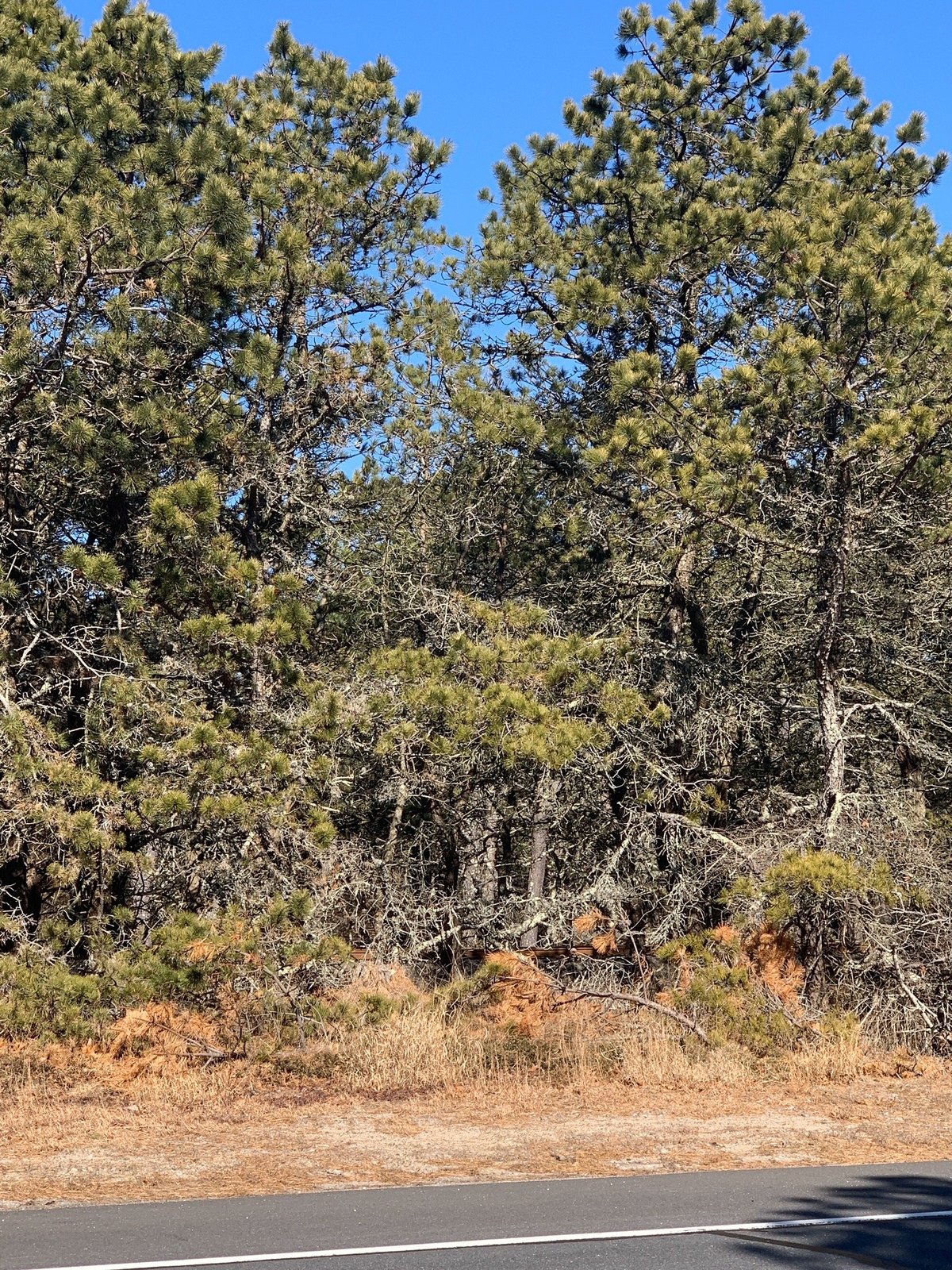 NAPEAGUE STATE PARK (Amagansett) All You Need to Know BEFORE You Go