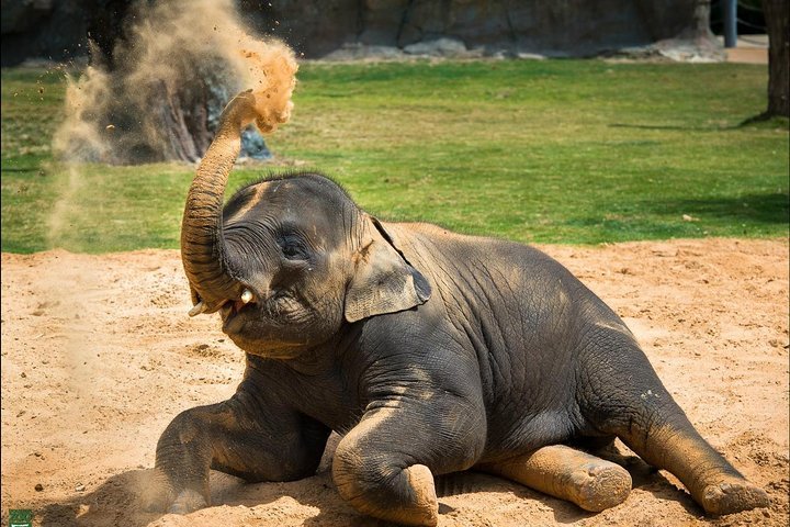 2023 Houston Zoo Admission Ticket W Photos   Caption 