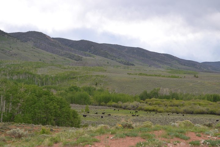 2024 Steamboat Springs Colorado Horseback Riding Tour All Levels   Caption 