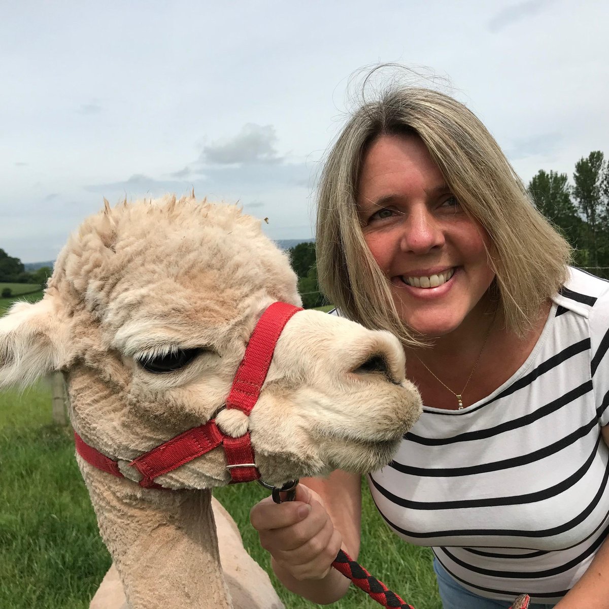 Fronserth Farm Alpacas - All You Need to Know BEFORE You Go (2024)