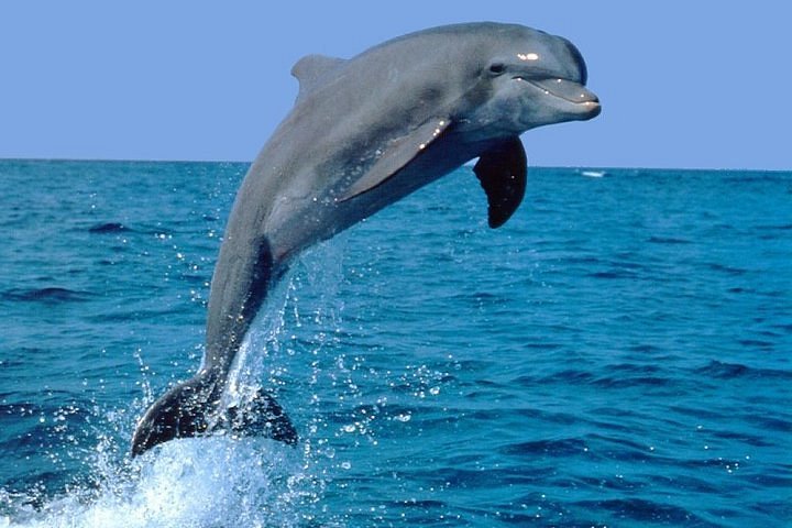 Meet and Greet a Dolphin in Panama City Beach, Florida