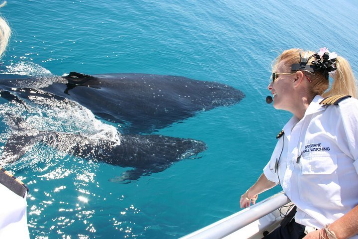 2024 Whale Watching Cruise from Redcliffe, Brisbane or the Sunshine Coast