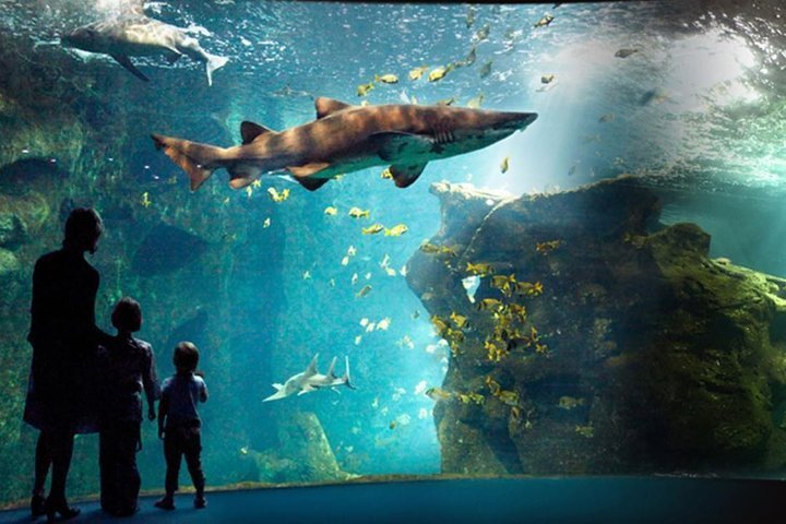 2023 Aquarium La Rochelle Admission Ticket with Audio Guide