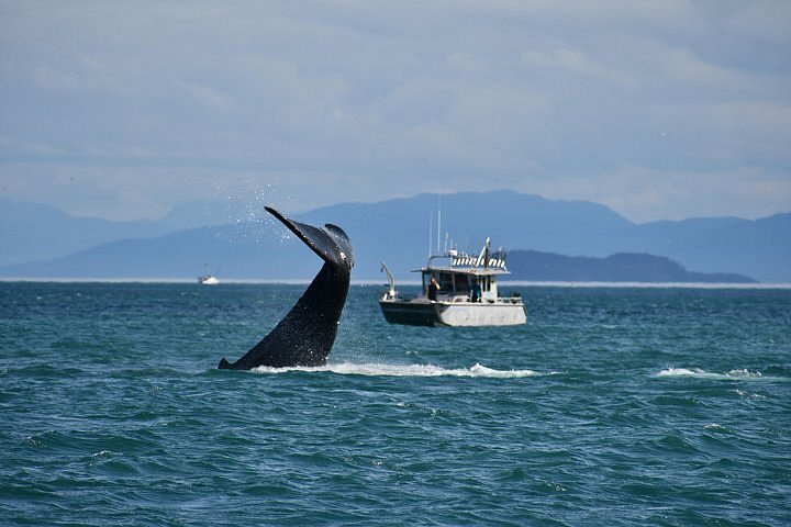 2023 Whale Watching Charters through Icy Strat Alaska - Reserve Now