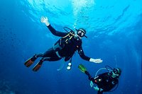 Welcome to the weird world of the Sea Sponge - Siren Diving Lembongan