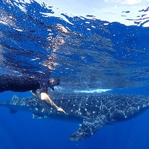 Whale Shark Warrior Reversible Top, Swim, SCUBA Dive, SUP