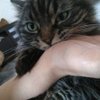 nattmofumofu