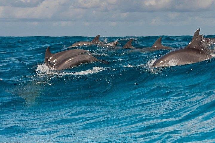 arrecife dolphin tour