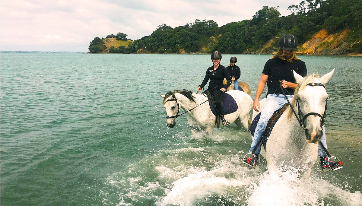 WAIHEKE HORSE TOURS All You Need to Know BEFORE You Go with Photos