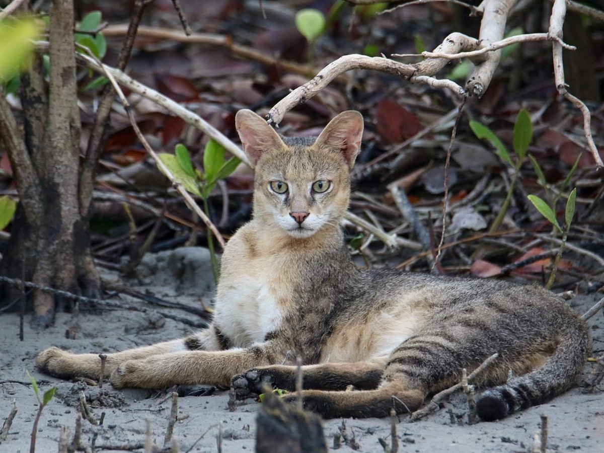 GoingWild (Sundarban) - All You Need to Know BEFORE You Go GoingWild (Sundarban) - All You Need to Know BEFORE You Go