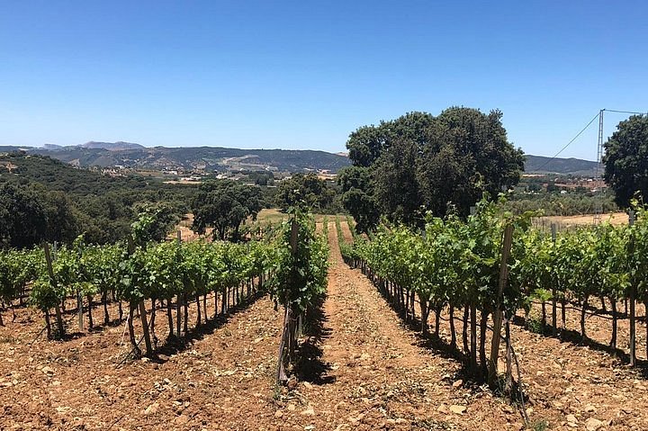 marbella vineyard tour