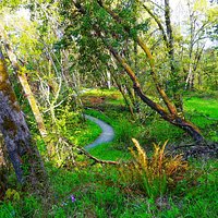 View along the upper section of the Wild Iris Ridge Park
