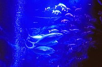 21年 すみだ水族館 行く前に 見どころをチェック トリップアドバイザー