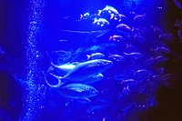 21年 すみだ水族館 行く前に 見どころをチェック トリップアドバイザー 21年 すみだ水族館 行く前に 見どころをチェック トリップアドバイザー