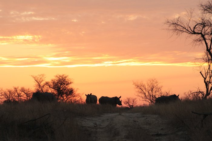 RHINO POST SAFARI LODGE: 2024 Prices & Reviews (Kruger National Park