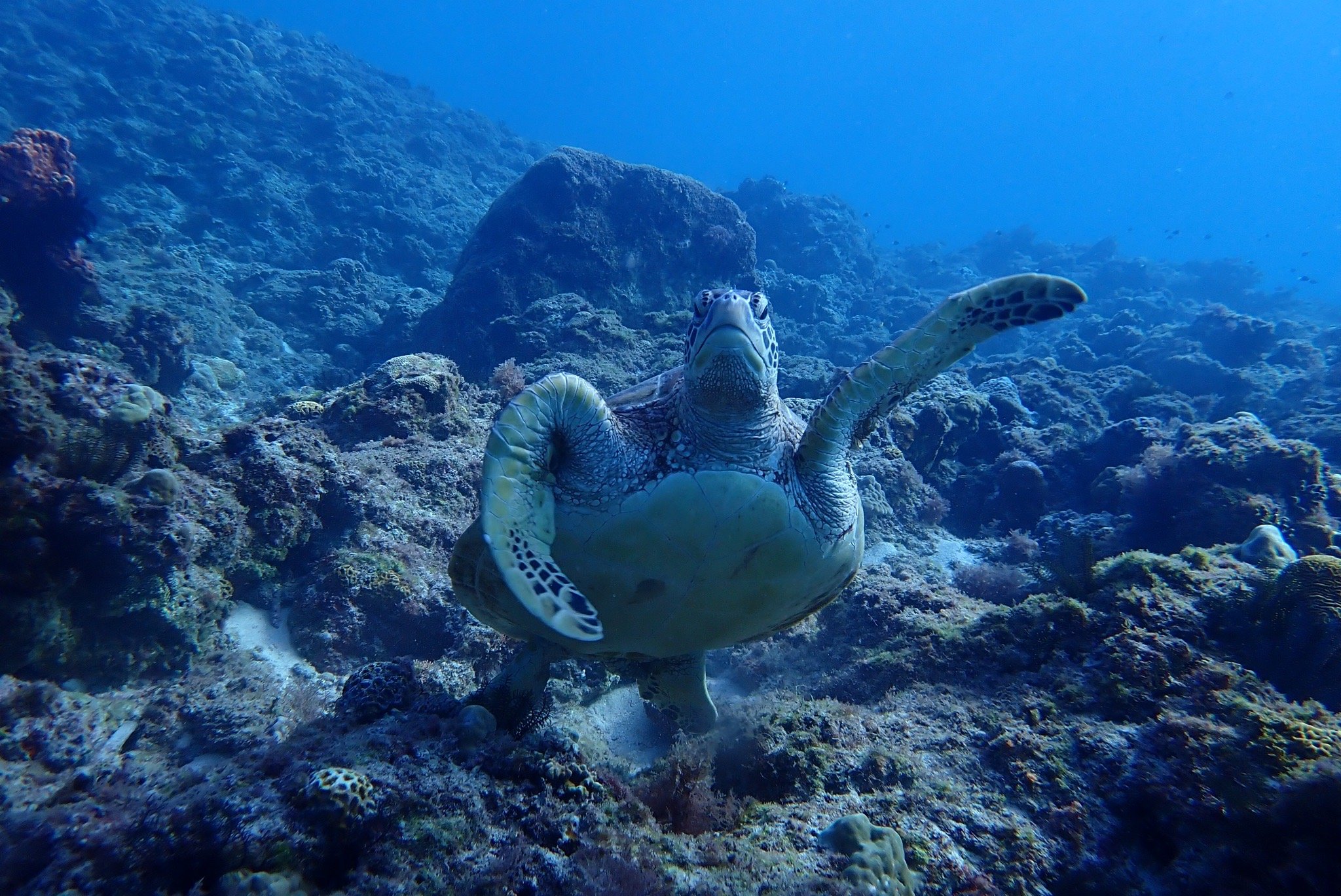 Playful Dive Club (Liuqiu) - All You Need To Know BEFORE You Go