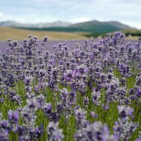 Lavender farm