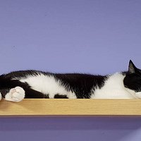 Paws Cat Cafe