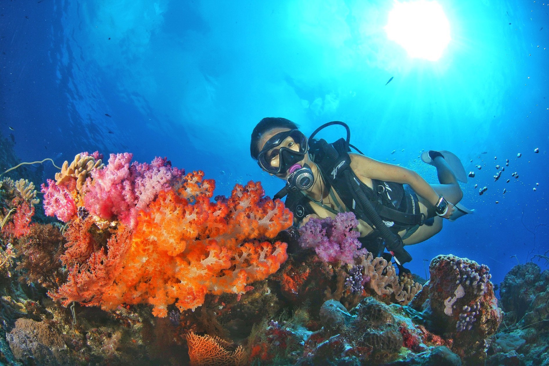 Palau Ocean Divers (Koror) - All You Need to Know BEFORE You Go