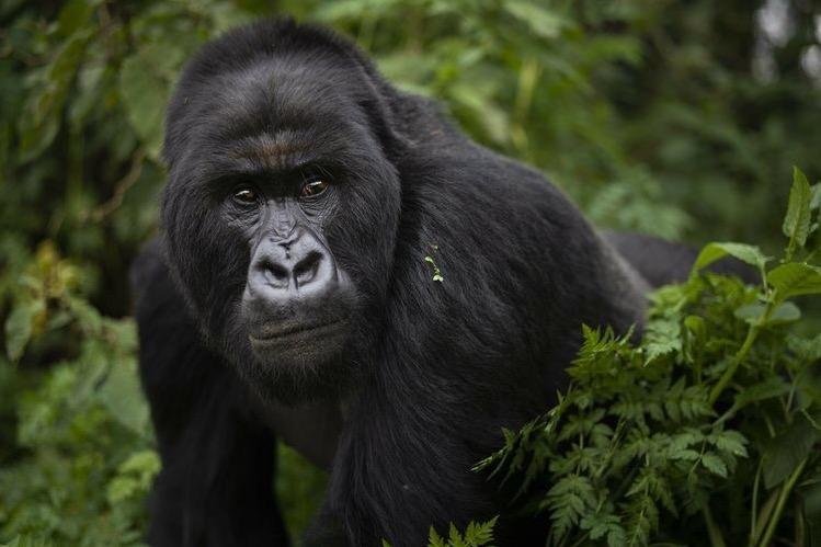 Gorilla Trek Expeditions (kabale) - All You Need To Know Before You Go 