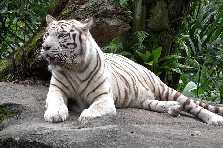 2024 Delhi Zoo White Tigers & lions with Old Fort Visit