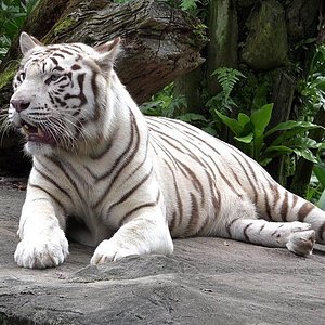 National Zoological Park of Delhi (New Delhi) - All You Need to Know BEFORE You Go National Zoological Park of Delhi (New Delhi) - All You Need to Know BEFORE You Go