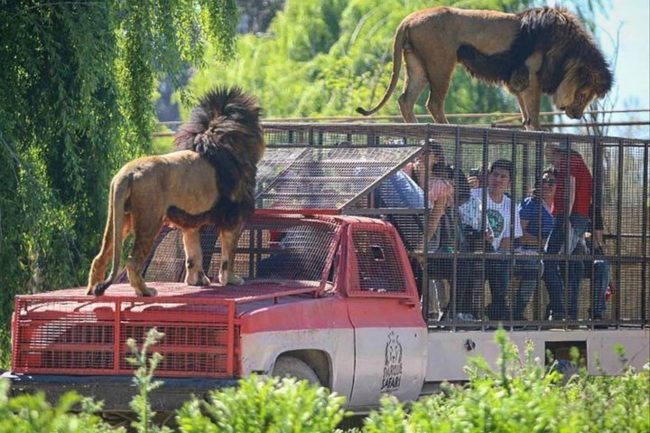 2023 Safari Park Full Day from Santiago provided by Tac Turismo