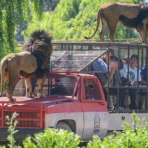 parque safari rancagua gratis